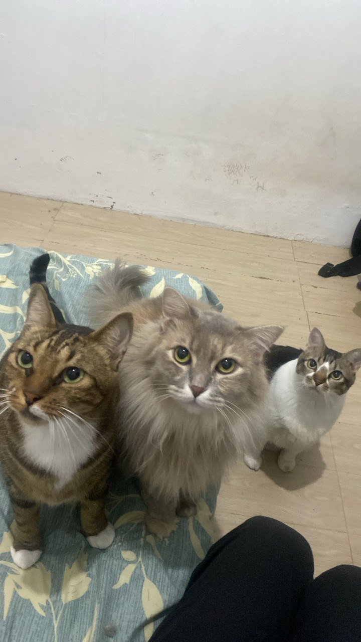 Milo,Mili & Moti